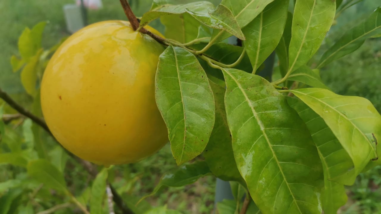 Agriculure Images