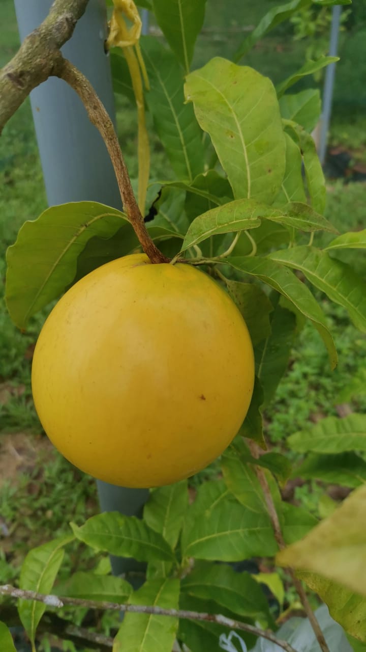 Agriculure Images