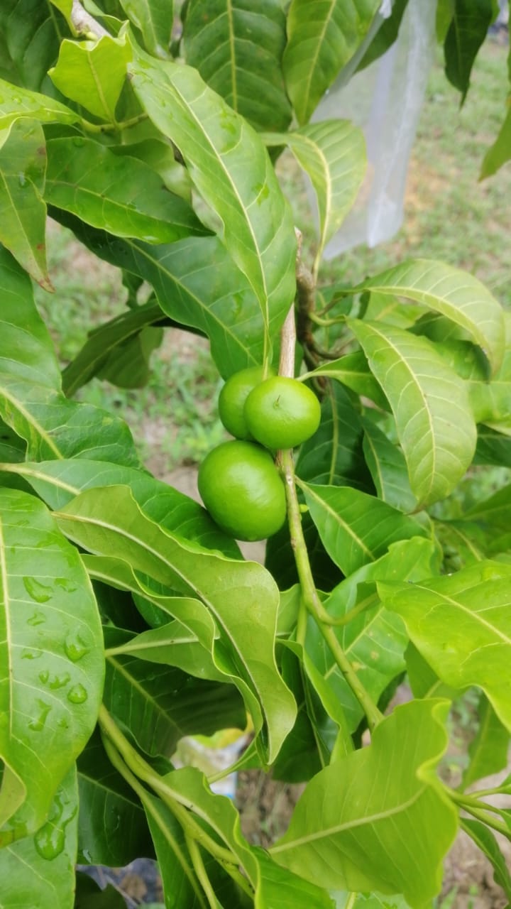 Agriculure Images